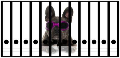 Wallario Etiketten Cooler Hund mit Sonnenbrille in pink - Französische Bulldogge, Ordnerrücken-Sticker in verschiedenen Ausführungen von Wallario