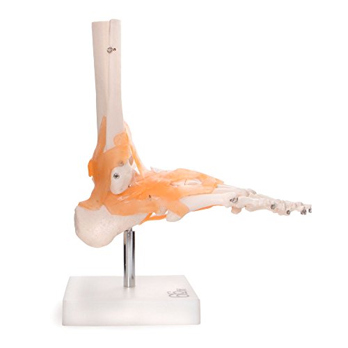 66Fit Anatomisches Modell des Fußgelenkes mit Bändern von 66Fit