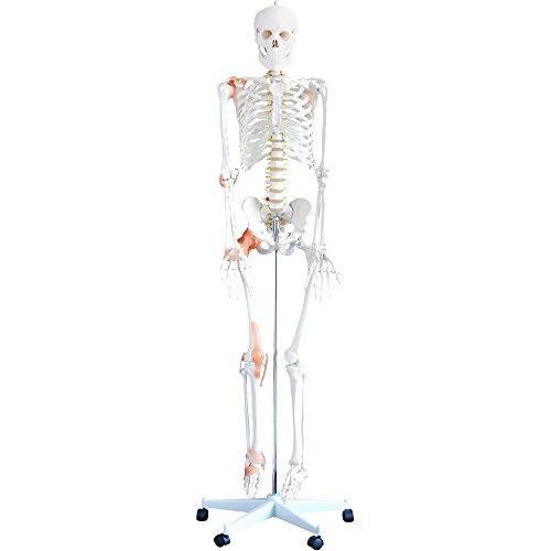 66fit Human Flexible Skelett mit Bändern, weiß, 180 cm von 66Fit