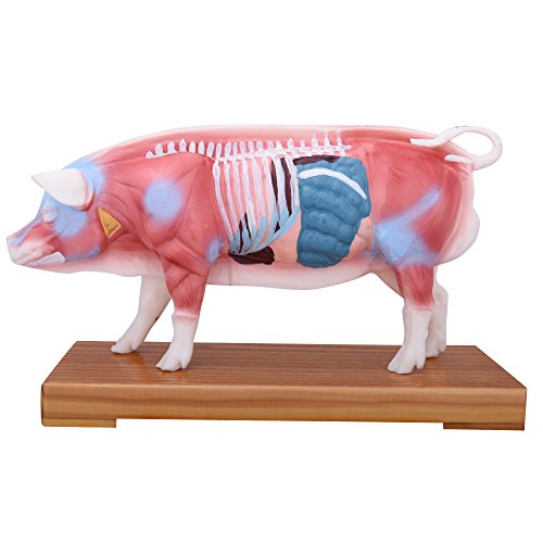 66fit Schwein-Akupunkturmodell – Druckpunkte bei Tieren für Tierärzte von 66Fit