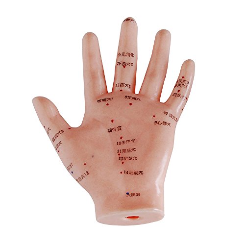 66fit Akupunkturmodell der Hand – 13 cm – Druckpunkte und Meridiane von 66Fit