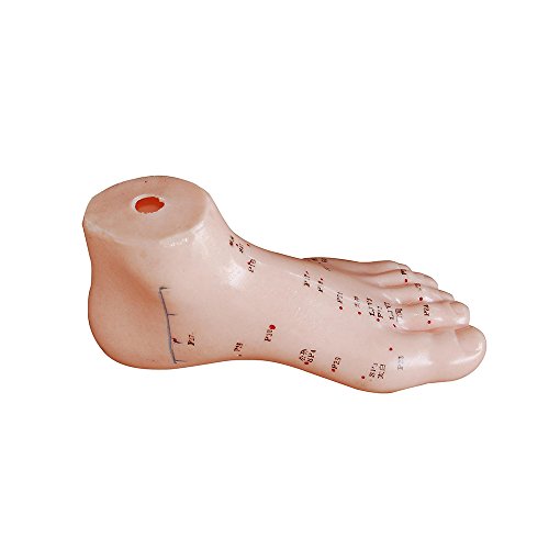66Fit Akupunkturmodell des Fußes – Druckpunkte und Meridiane von 66Fit