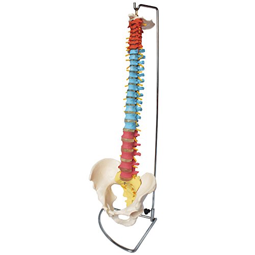66fit Anatomische menschliche flexible Wirbelsäule mit Becken (Farbig) – Anatomisches Modell Ausbildungshilfe für das Medizinstudium von 66Fit