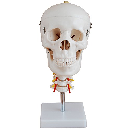 66fit Anatomisches Modell eines menschlichen Schädels mit Halswirbelsäule – Lehrmittel für das Medizinstudium von 66Fit