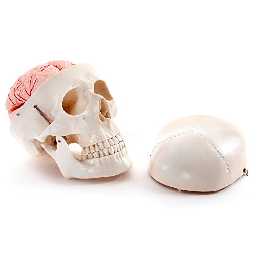 66Fit Anatomisches Modell eines lebensgroßen menschlichen Schädels mit 8-teiligem Gehirn – Lehrmittel für das Medizinstudium von 66Fit