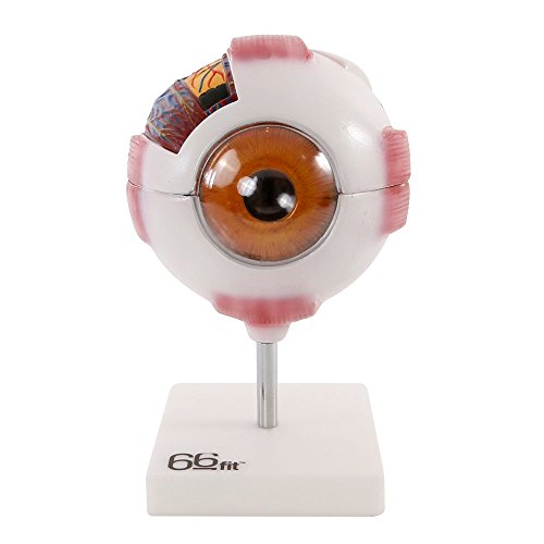 66fit Riesenmodell eines menschlichen Auges – Weiß – Lehrmittel für das Medizinstudium von 66Fit