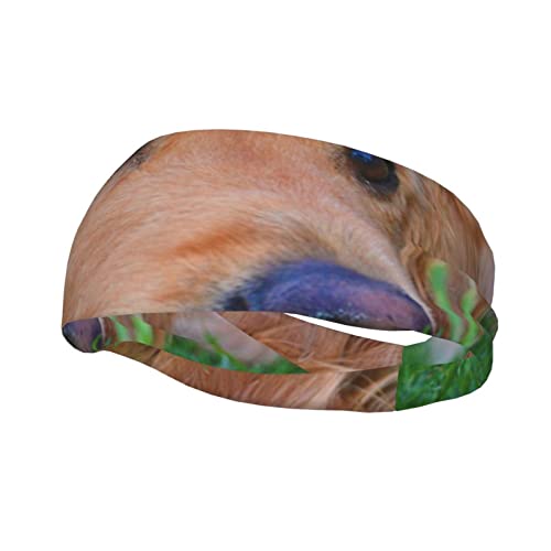 Golden Retriever Unisex Sport-Stirnbänder, leicht, atmungsaktiv, Outdoor-Sport-Schweißband, Haarband für Wandern, Laufen von BONDIJ