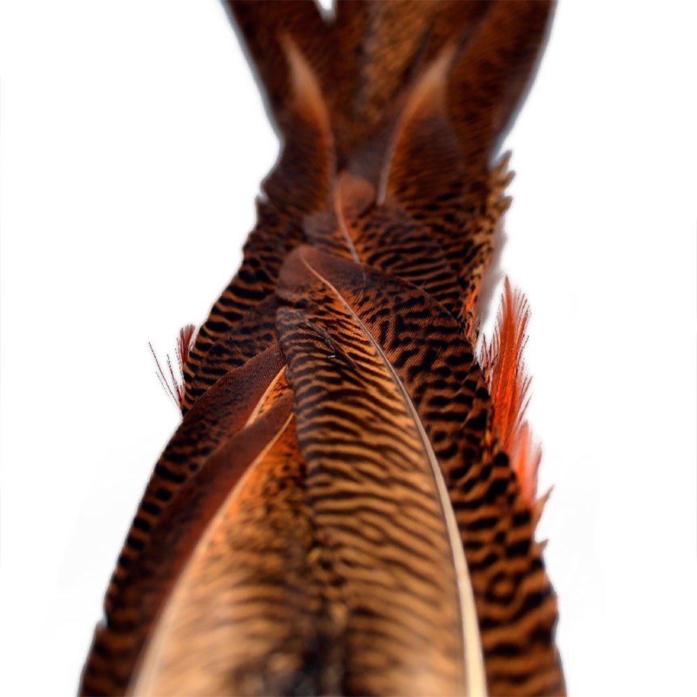 Baetis Male Pheasant Tail Feather Mehrfarbig von Baetis