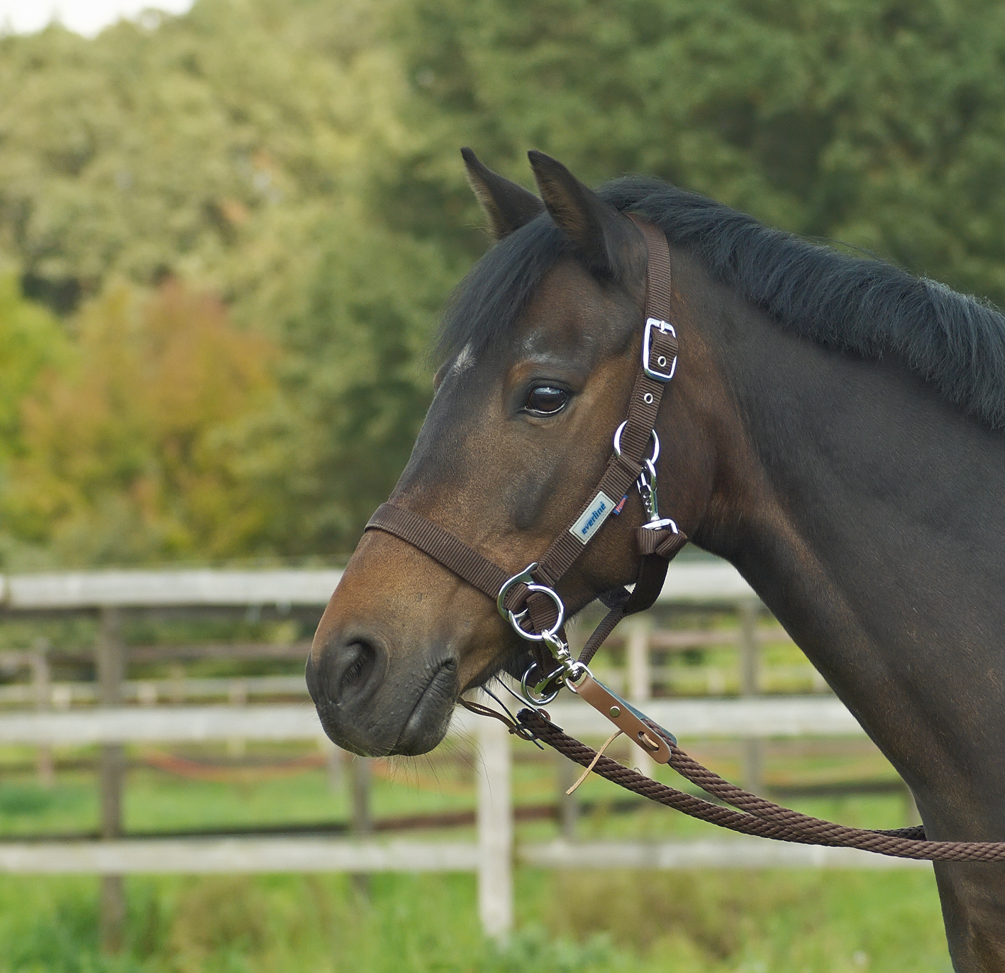 Busse Halfter RIDING von Busse