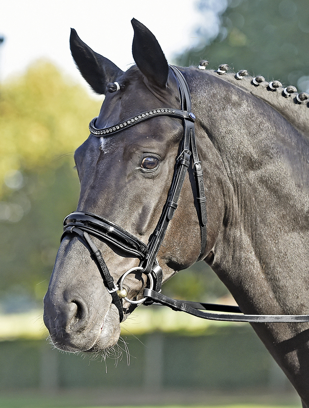 Busse Trense LUXURY von Busse