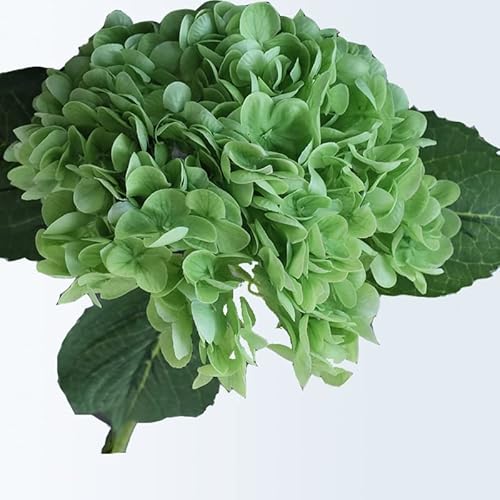 CHCWR Set von 5 3D lebensechten Hortensie Blumen Real Berührung künstlicher Hortensien Geschenke Geschenk für Home Party Dekoration Hochzeitsarrangement von CHCWR