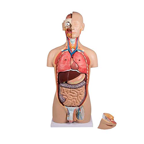 Erler Zimmer Anatomisches Modell Torso mit geöffnetem Rücken von Erler Zimmer