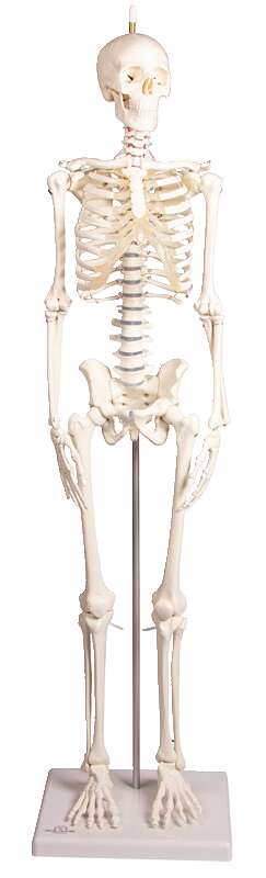 Erler Zimmer Skelettmodell "Miniatur-Skelett Paul mit beweglicher Wirbelsäule" von Erler Zimmer