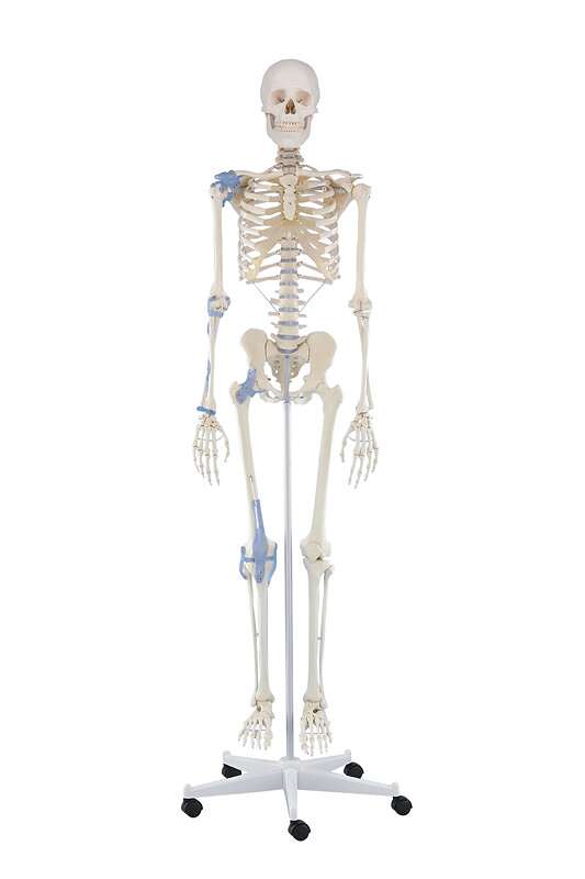 Erler Zimmer Skelettmodell "Skelett Otto mit Bandapparat" von Erler Zimmer