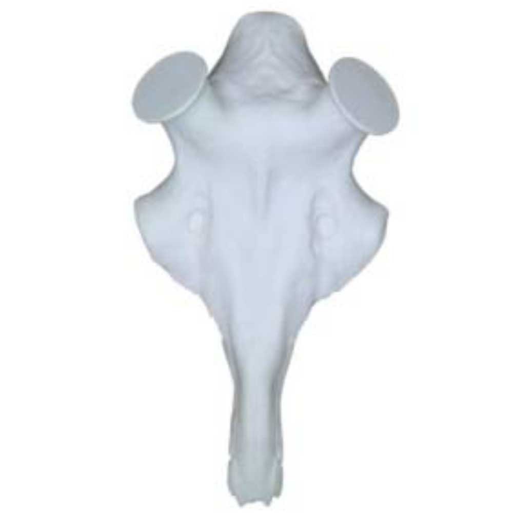 Eurohunt Artificial Skull Stag Weiß 60 mm von Eurohunt