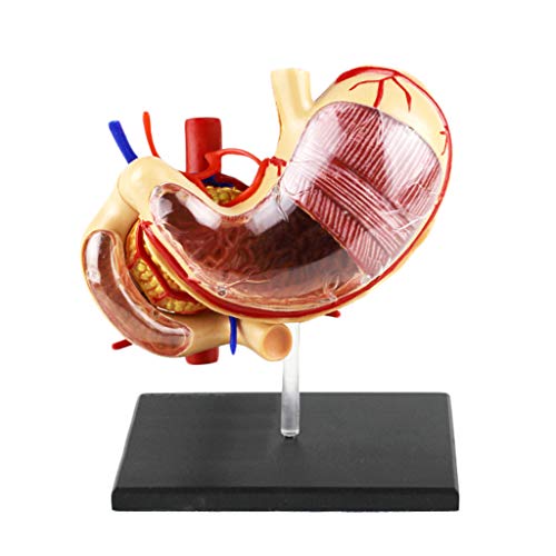 1: 1 Life Size menschlicher Magen-Modell - Human Organ Anatomisches Modell - medizinisches Anatomische Magenmodell Menschliche Verdauungsorgane Magen & Pancreas Modell - für Medizinische Ausbildung von FHUILI