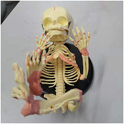 Baby-Skelett-Modell - Fetal Baby Skeleton Knochen-Modell - Medizin Anatomisches menschliche Baby-Säuglingskind-Skelett-Modell - für das Studium Anzeige Teaching Medical Modell (35Cm) von FHUILI