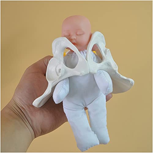 Becken zur Geburt – weibliches Becken zur Geburt – Medizinischer Standard-Simulator mit Modellen von Babybecken – für weibliche Hebammen und Geburt, kleine Größe von FHUILI