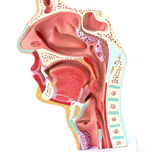 FHUILI 1: 1 Life Size Menschliche Nasenhöhle Modell - Nasenhöhle Modell - Medizinische anatomische Pathologie Nasen-Rachen-HNO-Modell Anatomie-Modell - für das Studium Anzeige Lehre von FHUILI