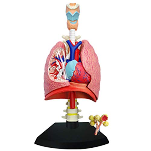 FHUILI 1: 3 Lung Anatomisches Modell - Abnehmbarer Orgel und Körperteil Menschliches Organ Anatomiemodell - Anatomie Lung Modell für Medizinische Ausbildung Ausbildungshilfe von FHUILI