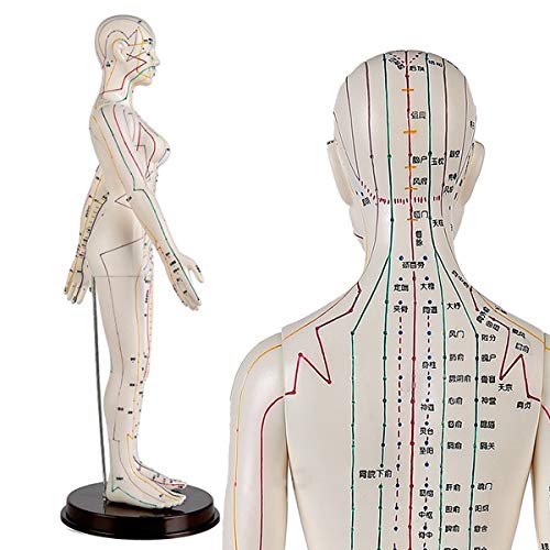 FHUILI 60CM Weiblich Akupunktur Modell - Medizin Akupunktur-Modell - Human Akupunktur-Modell - für Herbalist Arzt Figurine Körper Chinesen Akupunktur Klar Meridiane und Akupunktur von FHUILI