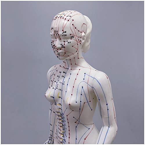 FHUILI Akupunktur Modell - Weibliche Akupunktur Modell des menschlichen Körpers mit Meridian-Punkte - 48cm Menschen Meridian Modell Akupunktur Akupunkt - für Meridian Massage Unterricht von FHUILI