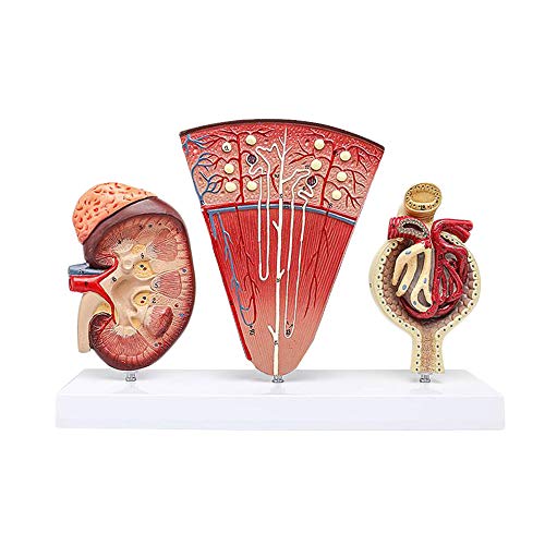 FHUILI Anatomische Nieren Modell - Human Organ Anatomie Modell Nieren-Modell mit Nephron glomeruläre Harnapparat Medical Modell - für Medizinische Ausbildung Ausbildungshilfe von FHUILI