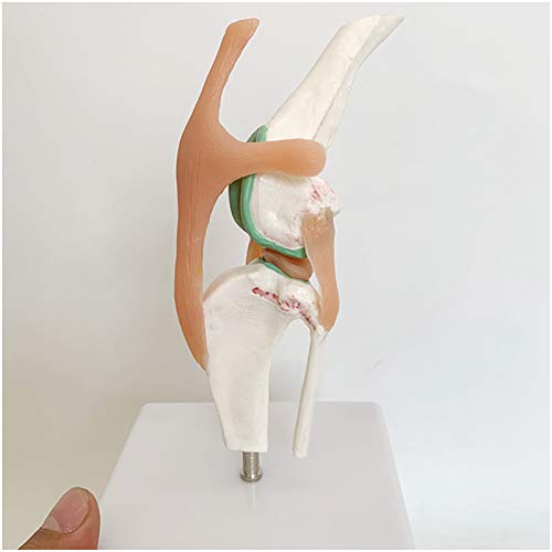 FHUILI Educational Modell Hund Kniegelenk-Modell - Tiergelenk Anatomie Modell medizinische anatomische Kniegelenk-Modell mit Ligamentum für Veterinär-Teaching-Studie,A von FHUILI