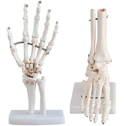 FHUILI Hand-Fuß-Skelett-Knochen-Modell - 2Pcshuman Hand und Fuß Joint Modell - PVC-Material Menschliches Skelett Knochen Anatomie Modell für Studium Anzeige Lehre Modell,A von FHUILI