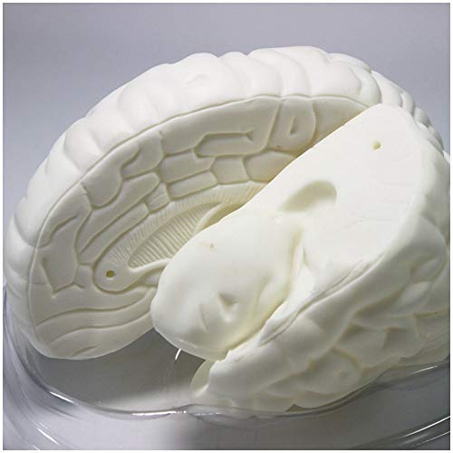 FHUILI Human Brain Model - Gehirn-Anatomie-Modell - Abnehmbarer Medical anatomische Gehirn-Modell - für das Studium Anzeige Medizinischer Lehre Modell von FHUILI