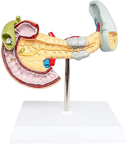 FHUILI Human Organ Anatomisches Modell - Pancreas Modell - Bauchspeicheldrüsen Duodenal Pathologische Modell - Medizinische Anatomische Magen-Darm-Organ-Modell - für das Studium Anzeige Lehre von FHUILI