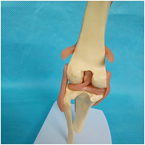 FHUILI Hund Kniegelenk-Modell - Tiergelenk Knochen Skelett-Modell - medizinische anatomische Kniegelenk-Modell mit Ligamentum - Canine Dog Kniegelenk Ligamentum Modell - für Veterinär-Teaching-Studie von FHUILI