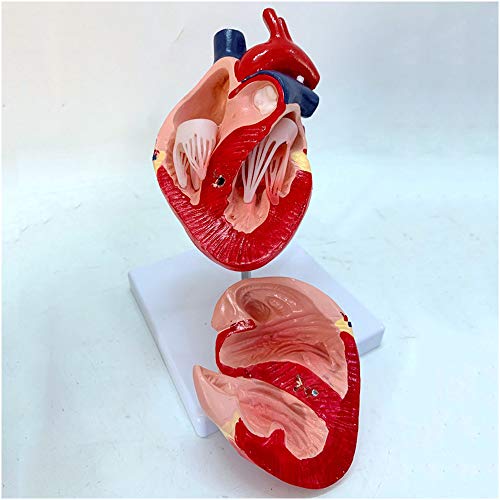 FHUILI Hundeherz Anatomie-Modell - Human-Orgel Anatomie-Modell - Hunde-Herz-Anatomie Gesundes Hunde-Herz-Modell - für Studienunterrichtsanzeige,A von FHUILI