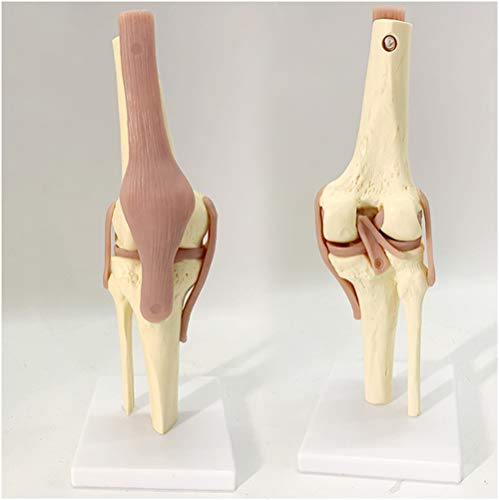 FHUILI Kniegelenk-Modell - Life Size Menschliches Kniegelenk Funktionsmodell - Life Size Ligamentum Kniegelenk-Funktionsmodell - für Medizinische Ausbildung Lehre Anzeige,A von FHUILI