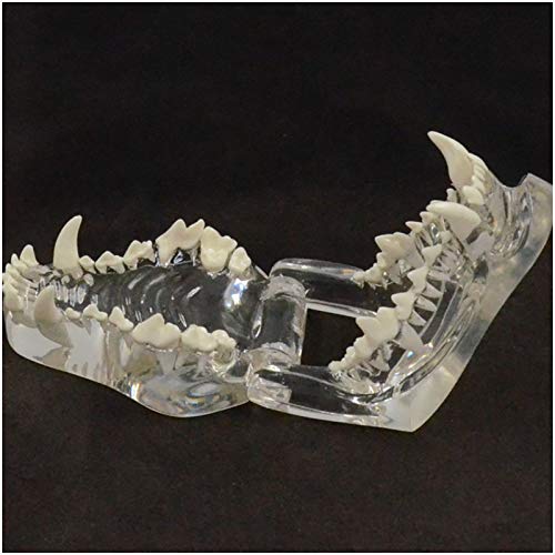 FHUILI Medizinische anatomische Tierzähne Modell - transparente Hunde Hund Zähne Modell - Hundezähne Unterrichtsmodell - für Veterinärunterrichtsunterricht Demonstration Werkzeug,A von FHUILI