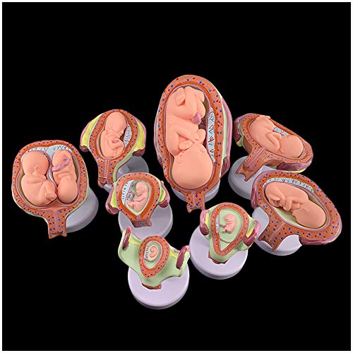 FHUILI Menschliche Schwangerschaft Entwicklungsprozessmodell - Embryonalentwicklung Modell Fetal Modell Acht Teile Schwangerschaft Prozessmodell Embryo Fetus Uterus-Modell (PVC-Material),A von FHUILI
