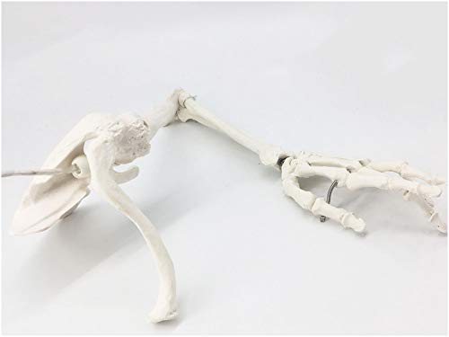 FHUILI Oberes Gliedmaßen-Knochen-Modell - medizinisches anatomisches menschliches Oberes Gliedmaßen-Skelettmodell - Arm Knochen Scapula Clavicle Oberarm Knochen Menschliches Skelett Modell,A von FHUILI