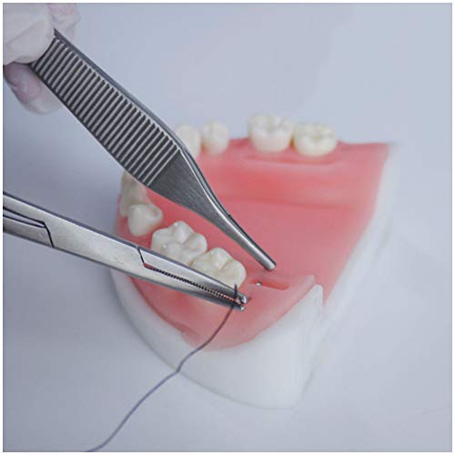 FHUILI Parodontalen Suture Practice-Modell - Oral Suture Simulatior - Suture Dentistry Kit Simulierte Dental Oral Suture Trainingsmodell - für Medizinische Skills Training-Tool von FHUILI