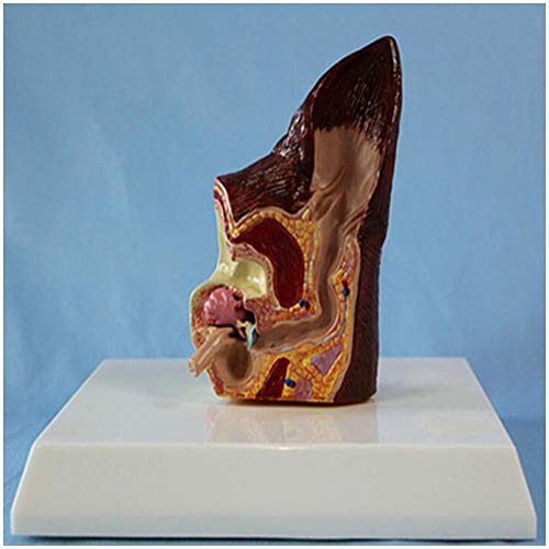 FHUILI Pathologische Dog Ear-Modell - Hundehunde- Ohr Anatomie Modell - Tier pathologisch-anatomisches Modell Medical Teacing Modell - für Veterinärbedarf Lehr-Modell (2-seitig),A von FHUILI