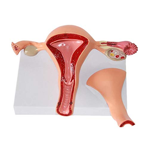 FHUILI Uterus Ovar Anatomisches Modell - Uterus Modell Medical Anatomische Uterus Teaching Model - Advanced Simulation Maternal Gebärmutter Struktur Anatomie Modell für Medizinische Lehre von FHUILI