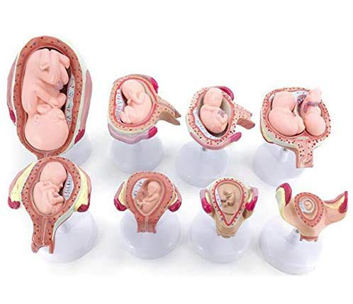 Fetus Entwicklungsmodell - Entwicklung des Fötus Modell - 1 Satz Fetus/Fetus Embryo Schwangerschaft Models - Embryonalentwicklung Modell - für das Studium Anzeige Teaching Medical Modell von FHUILI