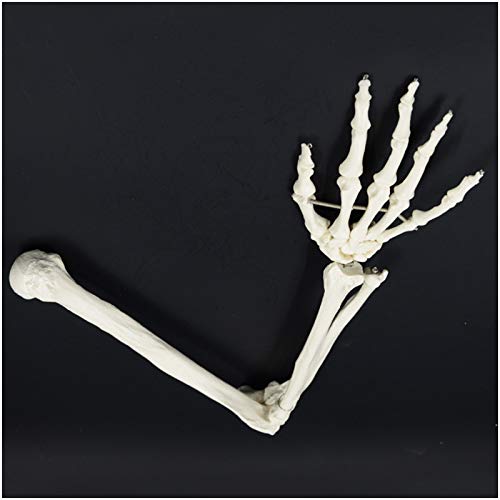 Menschlicher Arm Skelett Modell - Medizinischer Anatomisches menschlicher Obere Extremität Skelett-Modell - Life Size Obere Extremität Skeleton Bildungsmodell - für das Studium Anzeige Teaching ,A von FHUILI