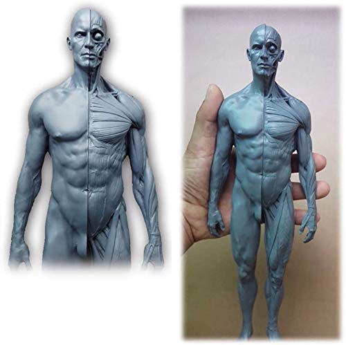 Menschlicher Körper Anatomie Figur - Mal Menschliche Muskel-Skelett Anatomisches Modell - 11,8 Zoll / 30cm menschlich anatomischer Muskel-Knochen-Modell - Referenz für Künstler von FHUILI