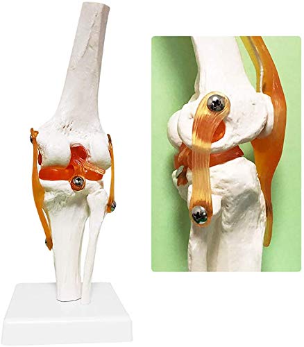 Menschliches Kniegelenk-Modell - Life Size Menschliches Gelenk Modell - Medizin Anatomisches menschliches Kniegelenk mit Functional Bänder und Basis - für Studium Anzeige Medizinischer Lehre Modell,A von FHUILI