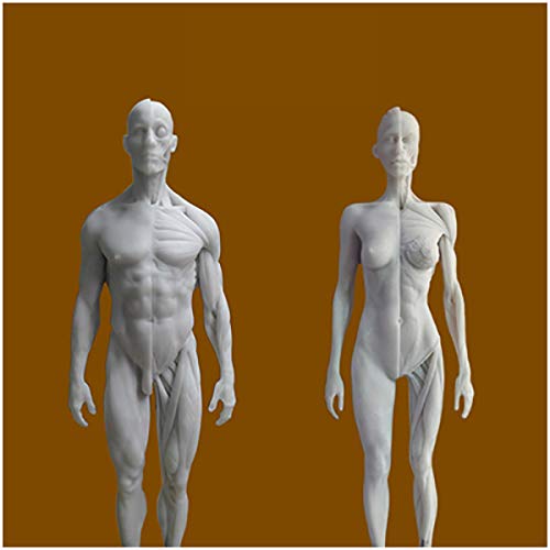Weiblich & männlich Anatomie Figur - menschliche anatomische Muskel-Knochen-Modell - Harz-Material Menschliches Muskel-Skelett-Anatomie Modell für Künstler Zeichnung Studie von FHUILI