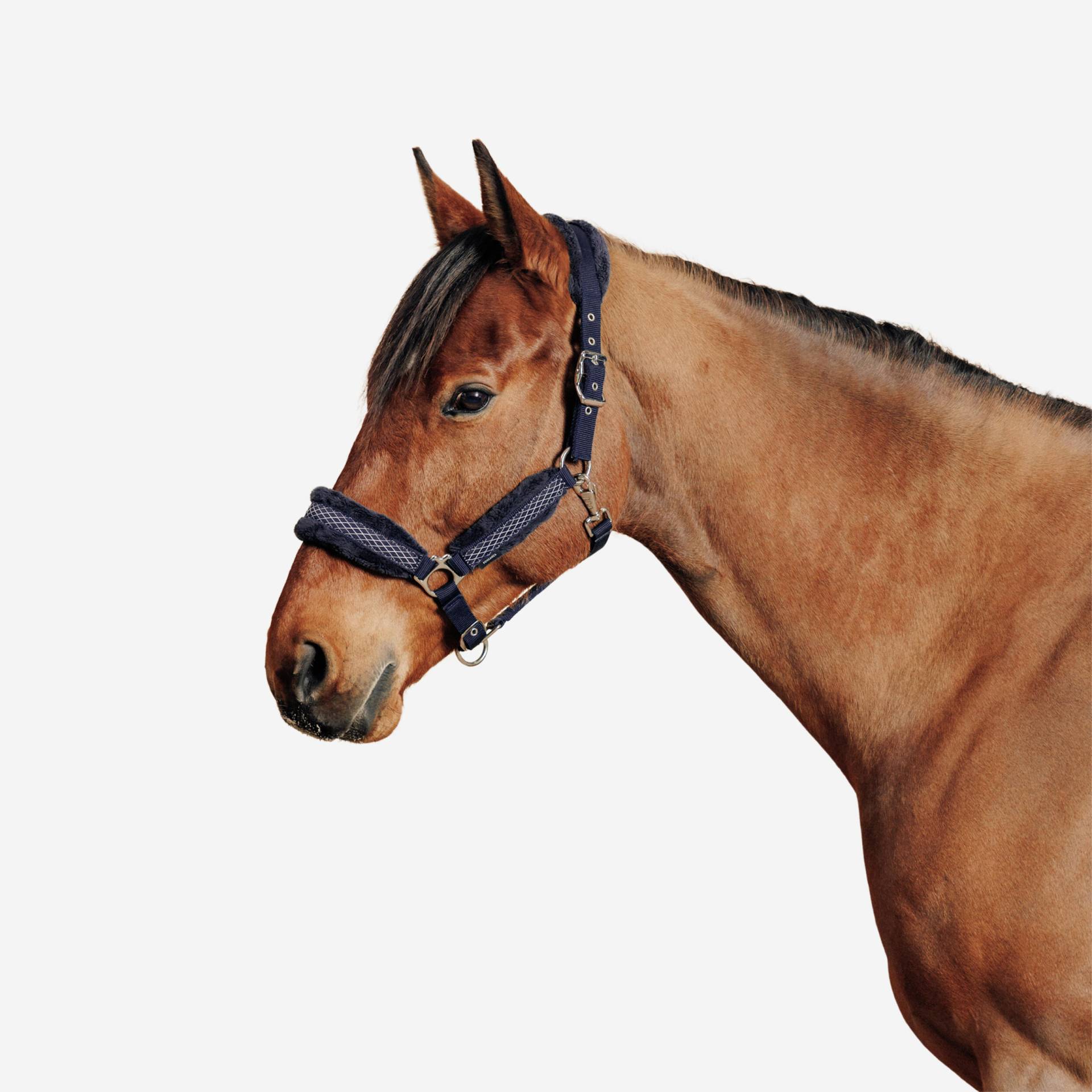 Halfter Pferd - Comfort dunkelblau von FOUGANZA