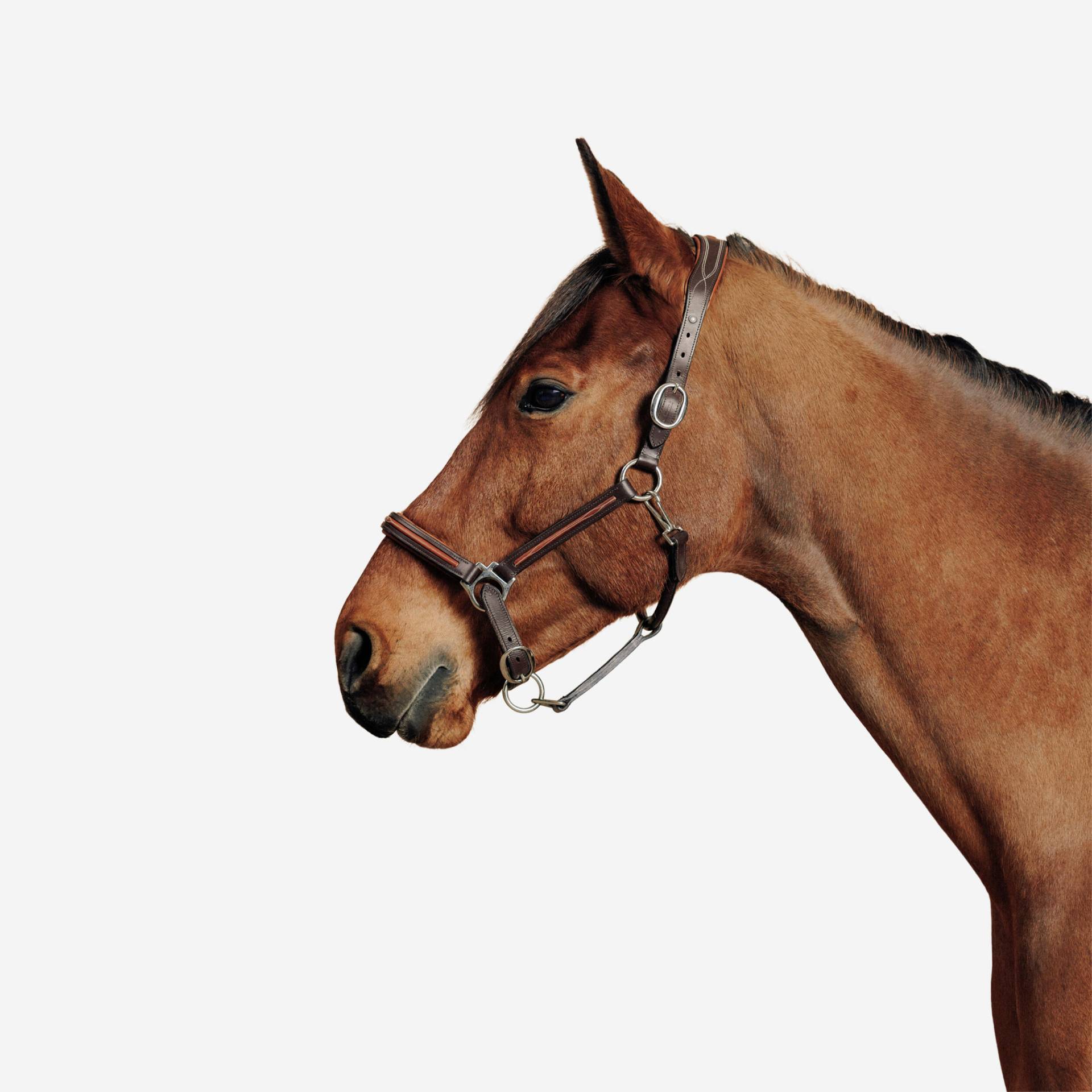 Halfter Pferd/Pony Leder - Romeo 900 braun von FOUGANZA