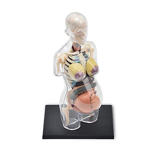FXQ Human Organ Anatomie Modell - Menschlicher Körper 1: 6 Schwangerschaft Organ Anatomische Medizin Lehrmodell - 41 Abnehmbare Organe und Körperteile Anatomie Modell - für die ärztliche Ausbildung von FXQ