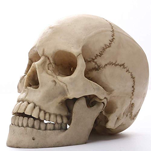 FXQ Medizinisches Schädelmodell in Originalgröße - Resin Skull Craft Skeleton Statue Abnehmbare Zähne Medizinisches Schädelmodell aus Resin mit menschlichem Skelettkopf - für medizinisches Training von FXQ