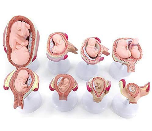 Fetus Entwicklungsmodell - Embryonale Entwicklungsmodell Fetal Entwicklungsmodell - 1 Satz Fetus/Fetus Embryo Schwangerschaft Model - für das Studium Anzeige Lehre medizinisches Modells von FXQ